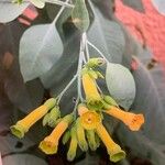 Nicotiana glauca Blüte