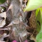 Euphorbia milii Corteza