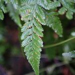 Davallia trichomanoides Leaf