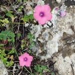 Linum pubescens Flower