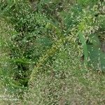Eragrostis unioloides Blüte