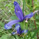 Iris sintenisii Flower