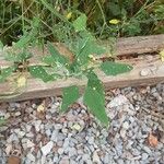Chenopodium albumLeaf