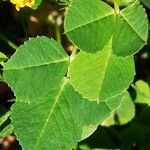 Medicago polymorpha Leaf