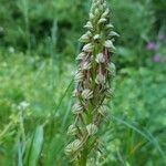 Orchis anthropophora 整株植物