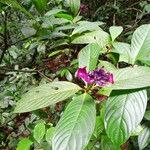Palicourea colorata Flower