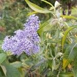 Ceanothus americanusKwiat