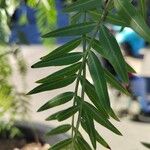 Schinus molle 葉