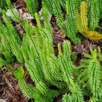 Lycopodium annotinum Облик