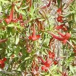 Anisacanthus thurberi Flower