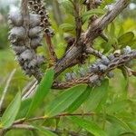 Melaleuca hypericifolia Фрукт