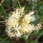 Smilax aspera Fula
