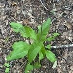 Andersonglossum virginianum 葉