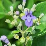 Vitex trifolia Blüte