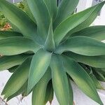 Agave attenuataFrunză