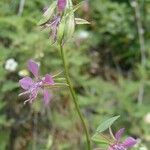 Clarkia rhomboidea Flower