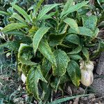 Solanum muricatum Celota