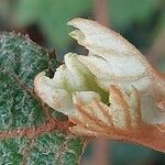 Hydrangea quercifolia 花