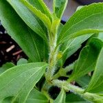 Stevia rebaudiana Ліст