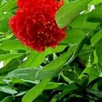 Brownea ariza 花
