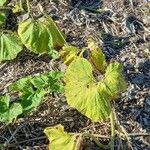 Cucurbita maxima Leaf