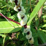 Cuscuta glomerata Цветок