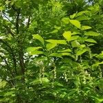 Halesia carolina Vekstform