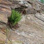 Dryopteris oreades Habit