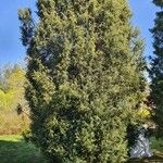Juniperus communis Folio