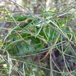 Secamone tenuifolia Hoja
