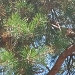 Pinus pinea Fuelha