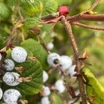 Ribes sanguineum Rhisgl