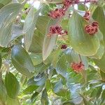 Acacia mangium Ліст