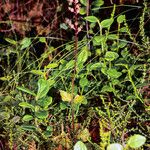 Neottia cordata Leaf