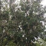 Pterocarpus rotundifolius Habit