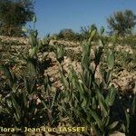 Cerastium perfoliatum Natur