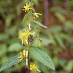 Triumfetta pilosa Flower