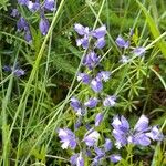 Polygala vulgaris Plante entière