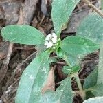 Mitracarpus hirtus Flower