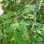 Vaccinium parvifolium Blad