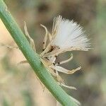 Chondrilla juncea Gyümölcs