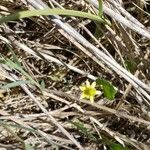 Ranunculus glaberrimus 花