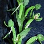 Habenaria alata Fruit