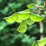 Hylodesmum glutinosum Blatt