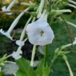 Nicotiana sylvestris Blomma