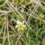 Viola arvensisFlower