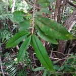 Erythroxylum laurifolium Leaf