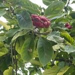 Magnolia kobus Kvet