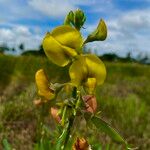 Crotalaria quinquefolia फूल