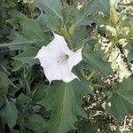 Datura stramonium Květ